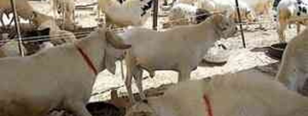 Rareté et cherté du mouton : l’ ASCOSEN accuse l’ Etat et les acteurs de l’élevage