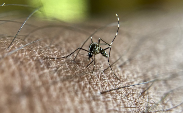 47 cas de dengue répertoriés à Rosso-Sénégal