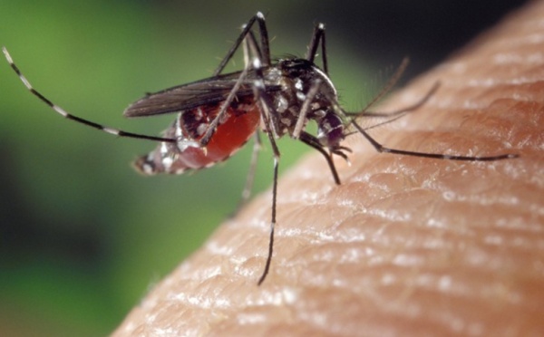 Saint-Louis : une vingtaine de cas de dengue détectés dans la région