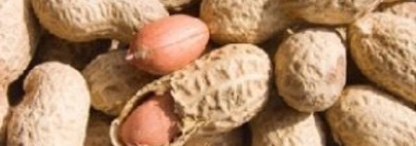 Fixation du prix de l'arachide: le ministère se démarque du prix annoncé