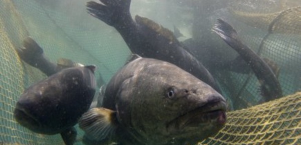 Dossier: les conséquences de la pêche illégale.