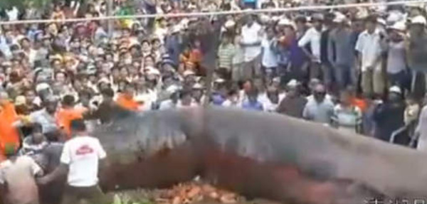 Un monstre géant découvert au Vietnam (vidéo)