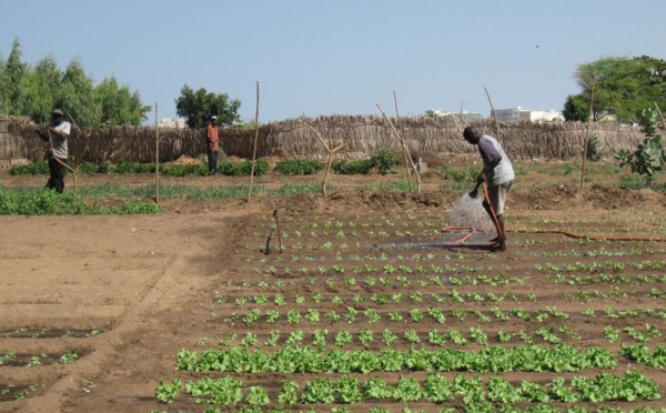 Retard de la subvention annuelle de l’engrais: Les maraichers des Niayes lancent un appel à l’État1