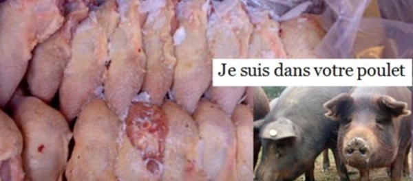 De l’eau et du porc dans le poulet surgelé au Sénégal