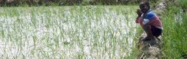 Saint-Louis : les obstacles au développement agricole identifiés.