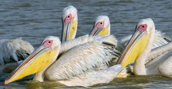 Parc des oiseaux de Djoudj : le conservateur préconise le marquage des pélicans blancs