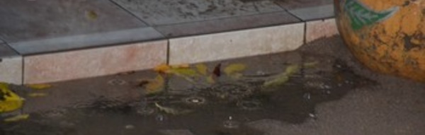 Une fine pluie tombe sur Saint-Louis.