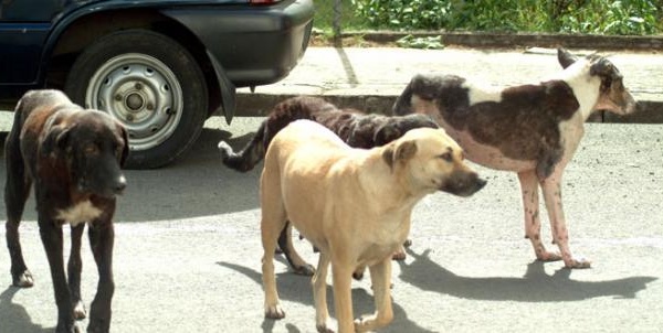 Saint-Louis : Des chiens errants sèment la terreur dans les cimetières de Thième et Thiaka Ndiaye.