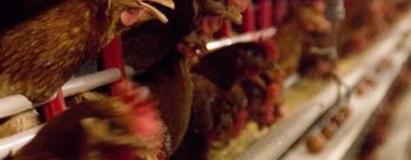 Bango : un poulailler incendié par un fumeur indiscret.