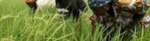 Riz : plus de 81 milliards nécessaires pour l'autosuffisance d'ici quatre ans