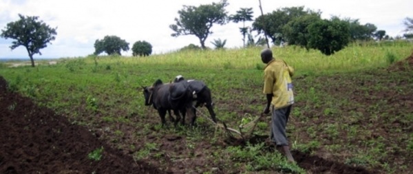 Sénégal: Les exploitations agricoles familiales vivent ’’une extrême pauvreté’’.