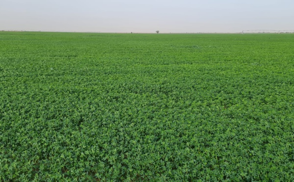 African Agriculture Inc. : Entre Ronkh et Ngnith, de belles perspectives pour la Luzerne