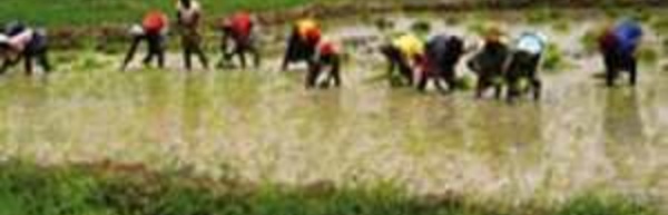 Riziculture : de nouvelles techniques culturales expérimentées dans la Vallée