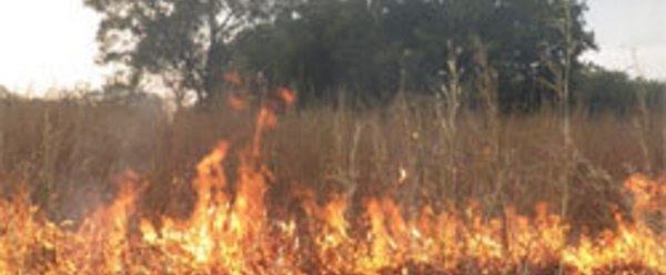 Linguère : un feu de brousse en cours dans la zone du ranch de Doly (témoins)
