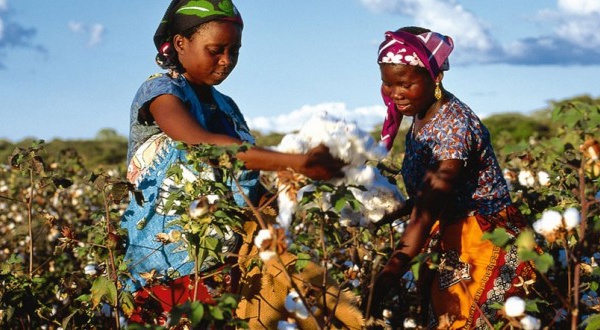 Comment le Mali contourne les sanctions de la CÉDÉAO pour expédier son coton