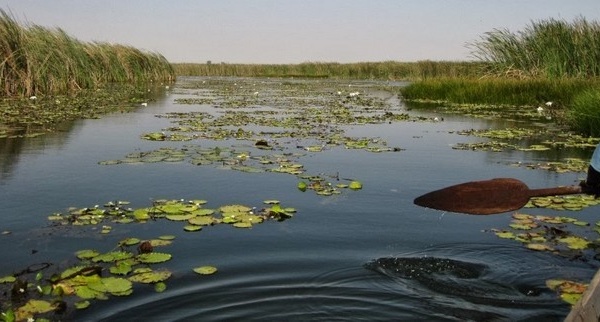 Saint-Louis - Réserve naturelle de Tocc Tocc : Un paradis de lamantins menacé par la pollution chimique