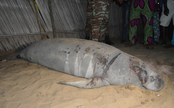 ​Terrible menace d’extinction des lamantins d’Afrique de l’ouest