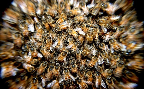 Saint-Louis : des abeilles sèment la panique à Rao.