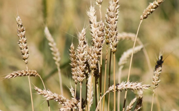 Un projet de productivité agricole veut réaliser un catalogue de variétés agricoles pour la sous-région