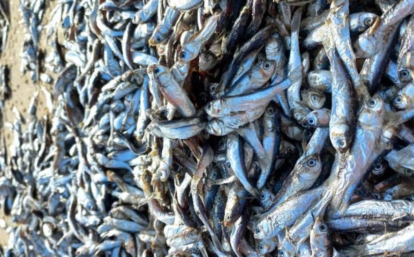 ​Soupçons de pollution maritime