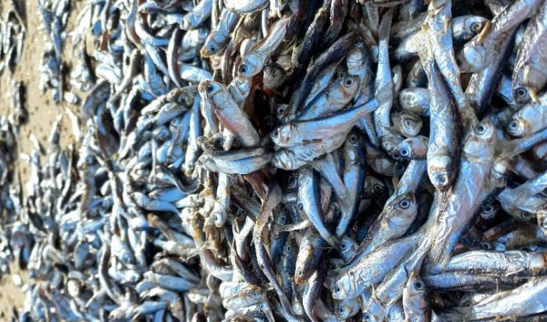 Tapis de poissons morts au large de Mouit : les enquêteurs indexent le barrage anti-sel de Diama