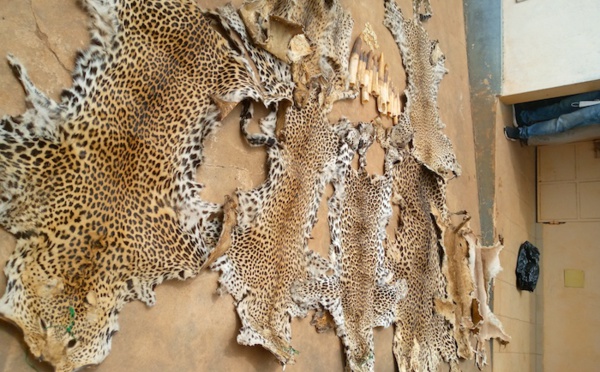 Trafic de peaux de fauves : deux Béninois arrêtés et déférés à la prison