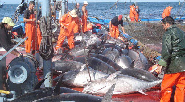 Les députés européens approuvent le plus important accord de pêche de l’UE avec la Mauritanie