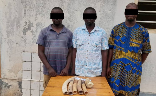 Trafic d’espèces protégées : trois trafiquants d’ivoire condamnés à six mois de prison