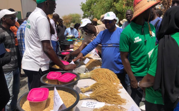 "Le Sénégal peut s’autosuffir en riz et devenir un pays exportateur", selon le DG de l'ISRA