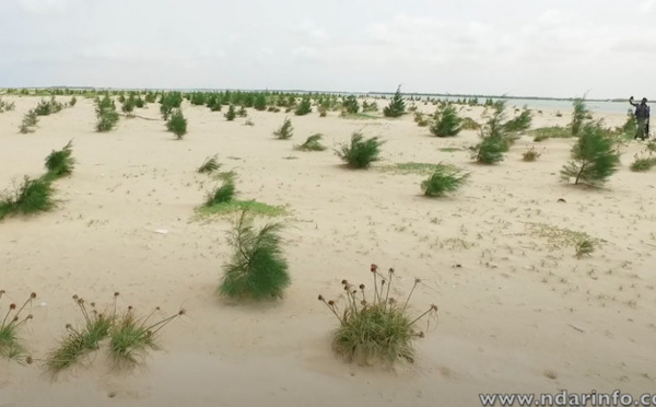 ​Protection de la Langue de Barbarie : lancement d’un programme de reboisement de 10 hectares de filaos – vidéo