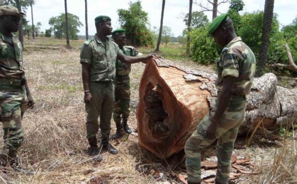 Opération Nord Bignona 2022 : Succès d’une riposte contre le trafic de bois et chanvre indien en Casamance