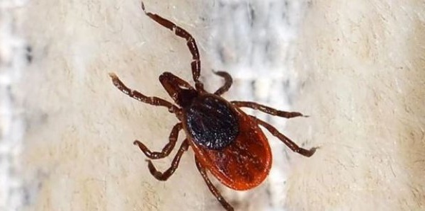 Fièvre hémorragique de Crimée Congo: Comment les deux cas humains ont été décelés