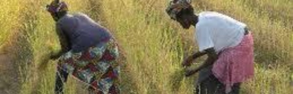 Qualité du riz de la vallée : des efforts sont encore à faire (agronome)