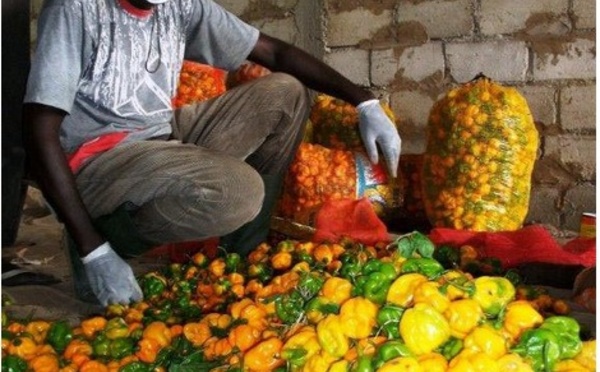 Saint-Louis : 120 jeunes formés à l'entrepreneuriat agricole.