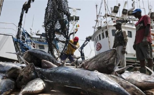 Produits halieutiques : " Perte énorme" sur le volume d'exportation du Sénégal