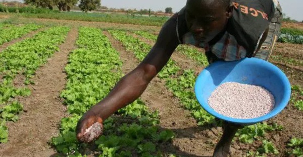 Mauritanie : le gouvernement décide de subventionner les prix des engrais à hauteur de 65%