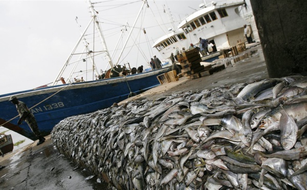 Pêche illicite : 35 à 63% des stocks péchés à des zones non durables