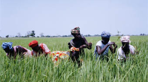 Gestion integrée de la riziculture dans la vallée : 24 variétés de riz créées par AfricaRice