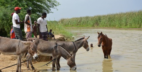SAINT-LOUIS - Commune de Ronkh : l'éducation, la priorité du nouveau maire