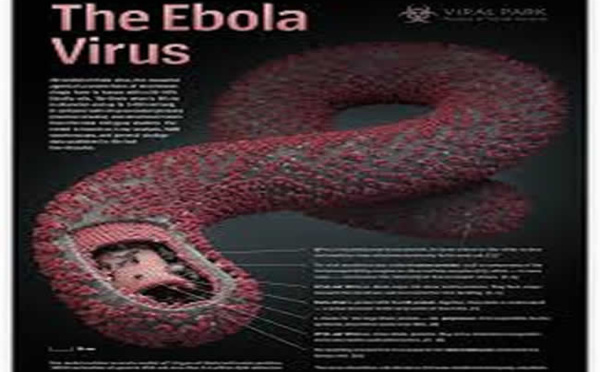 ALERTE: les signes et symptômes de la maladie à virus EBOLA (OMS)