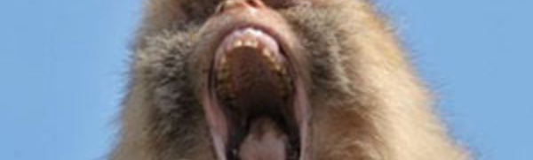 Saint-Louis : un singe mordeur sème la panique à Pikine.