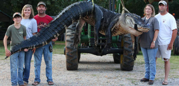 Un alligator de 4,5 mètres capturé en Alabama Sauvegarder