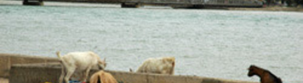 Saint-Louis: le fleuve, une poubelle.