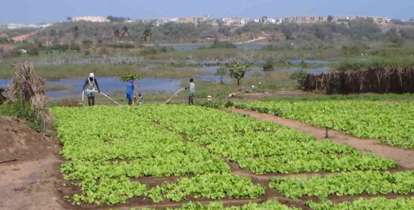 AGRICULTURE:  3000 hectares affectés au PRODAC à Agnam Civol