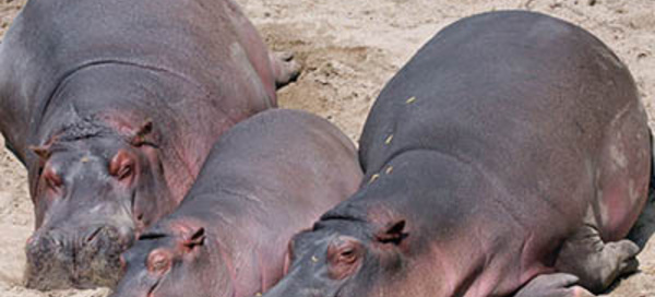 Saint-Louis - trois hippopotames à Médina Darou : la traque a démarré.