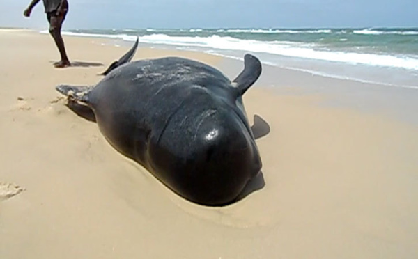 VIDÉO EXCLUSIVE : Une baleine sauvée par des écogardes, au parc national de la Langue de Barbarie. Regardez