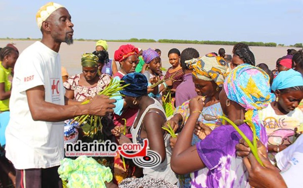 SAINT-LOUIS - LUTTE CONTRE L’ÉROSION DES COTES : Les femmes de DIELE MBAME se mobilisent pour planter et protéger la mangrove.