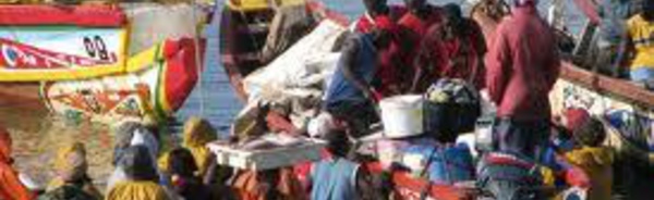 SAINT-LOUIS : La Mauritanie restitue 100 pirogues des pêcheurs.