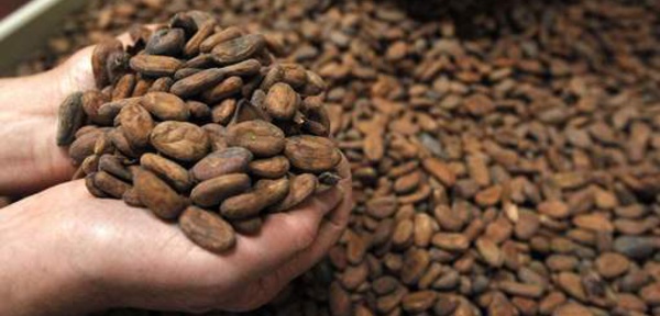 Le cacao pourrait freiner le déclin cognitif
