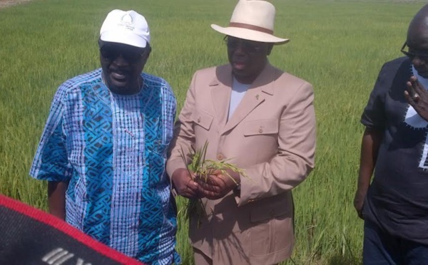 Macky Sall aux producteurs de la vallée : "À partir de 2017, je ne veux plus que le Sénégal importe un kg de riz"